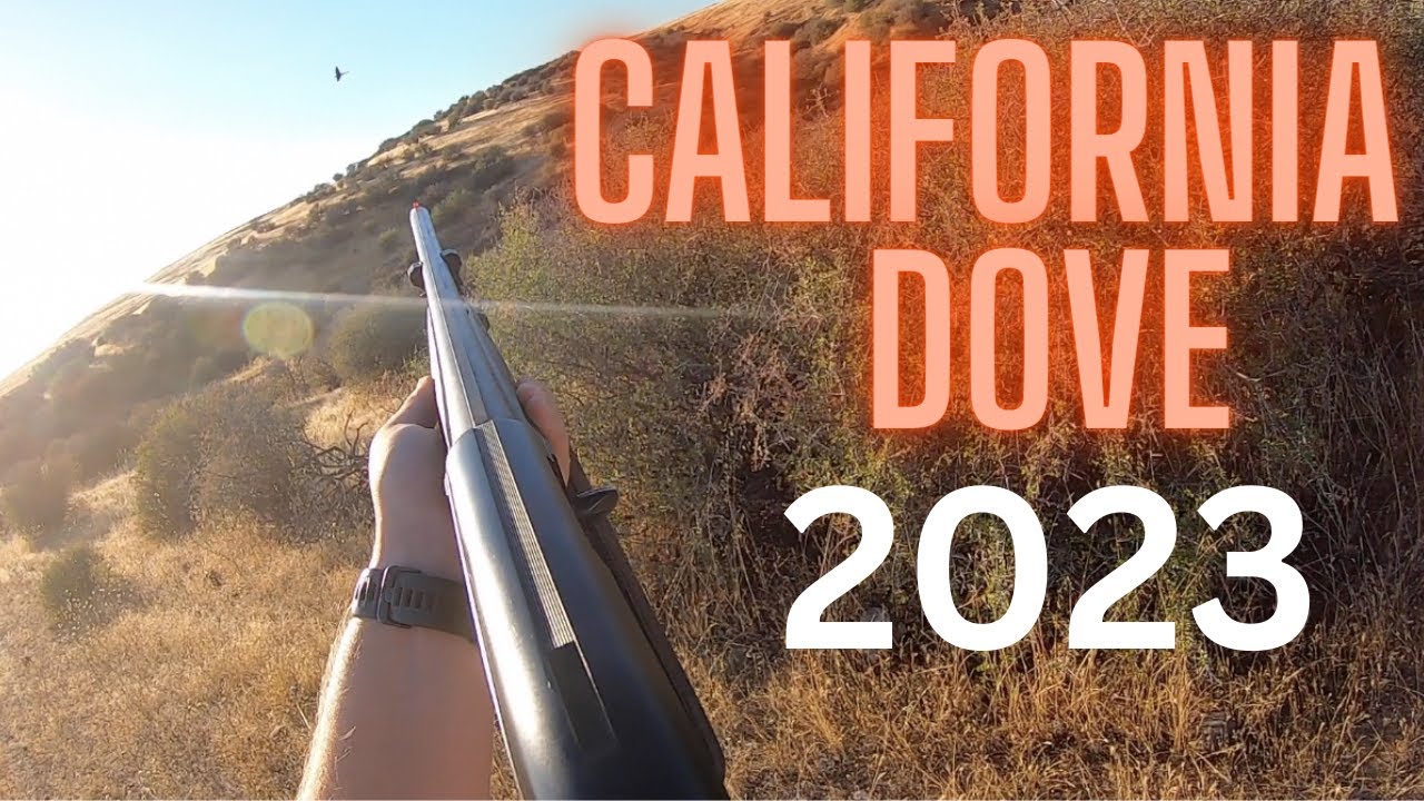 California Dove Hunting Compilation 2023 Public Land Hunt