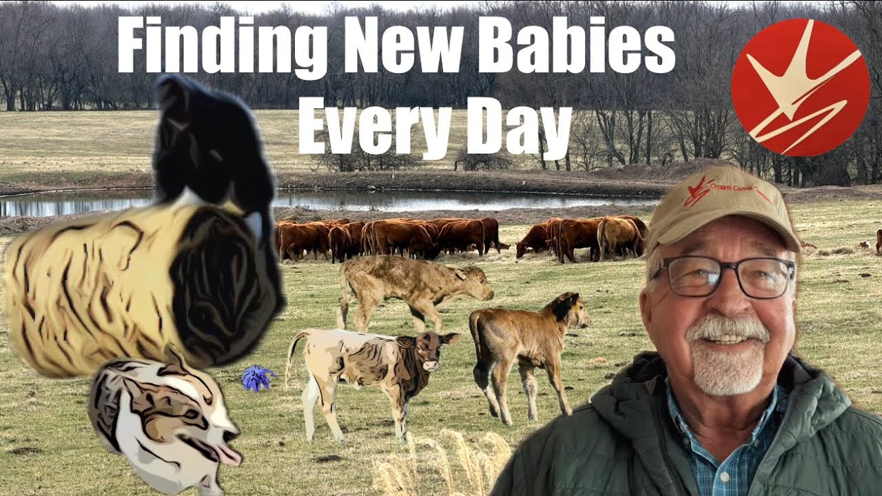 Feeding cows, tagging calves, doctoring a lame cow, and bottle feeding a twin