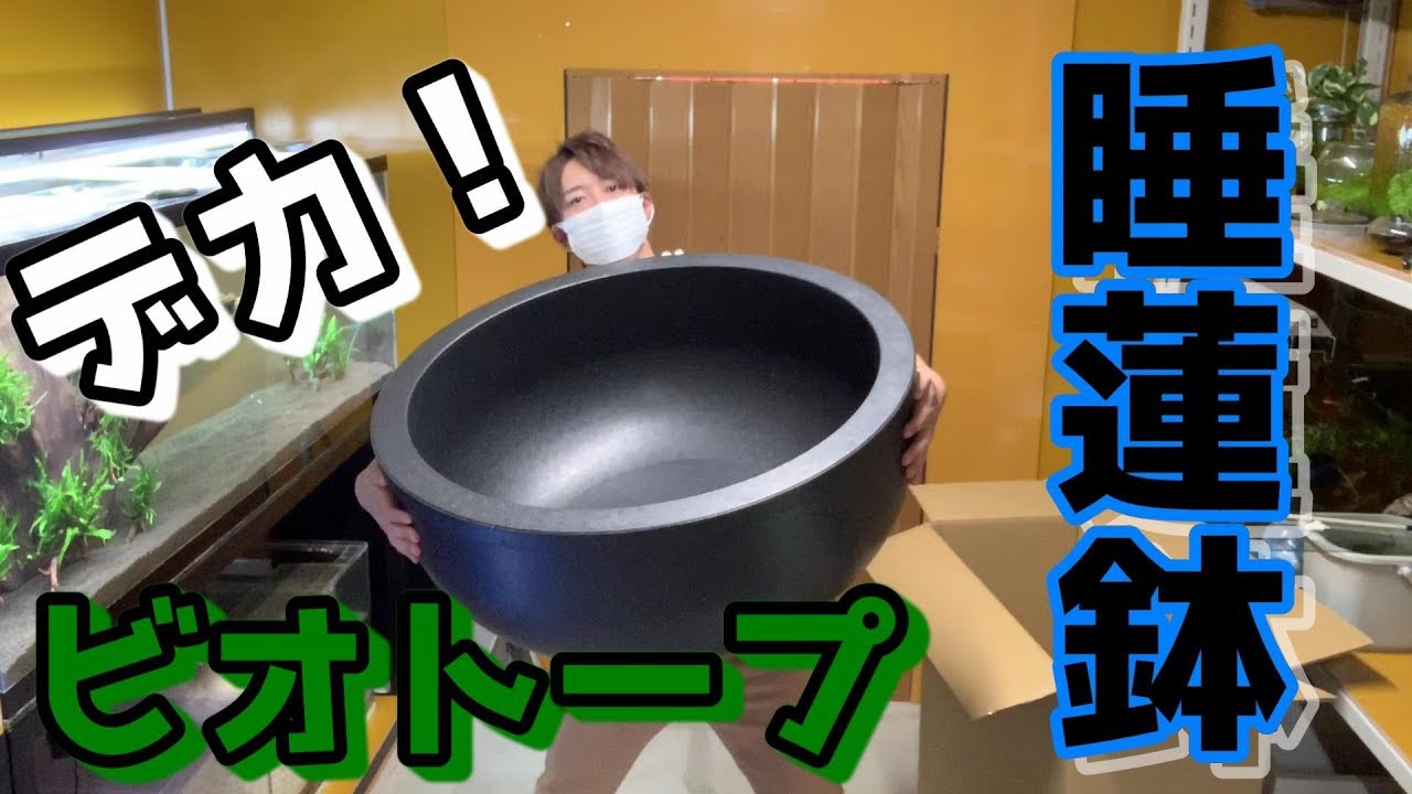 【めだかのビオトープ】超巨大な睡蓮鉢でスイレンに挑戦★立ち上げ後メダカも孵化★Making Biotope aquarium setup.