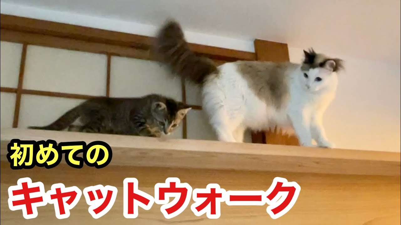 保護して初めてのキャットウォークに登った子猫と先導する先住猫