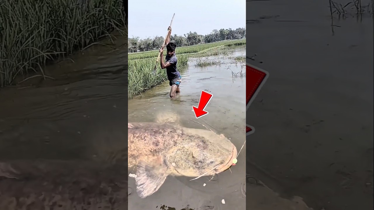 Rezeki nomplok‼️Lele babon keluar dari sarangnya, langsung kita tangkap. #fish ,#bigfish #shorts