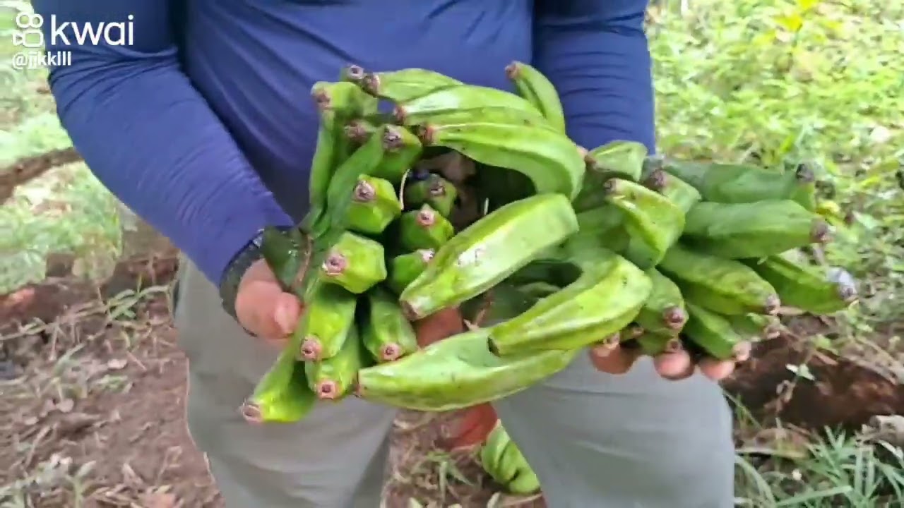 Mostrando nosso pé de tangerina na roça