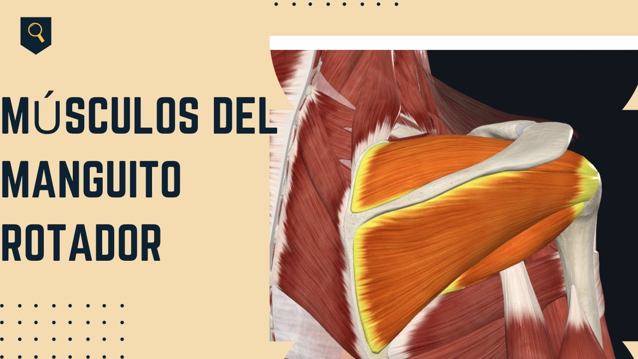 Músculos del Manguito Rotador
