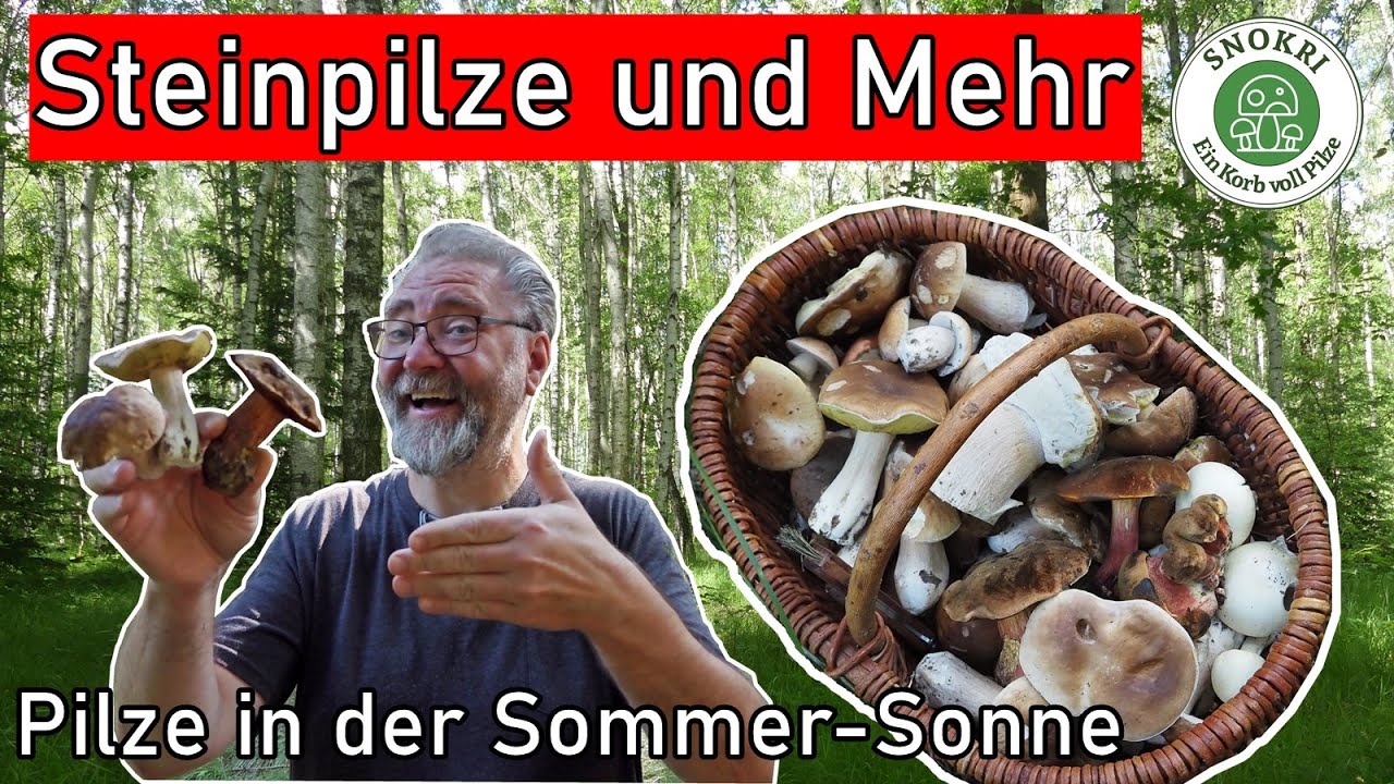 Steinpilze und mehr in der Sommer-Sonne - Pilze Ende August 2023