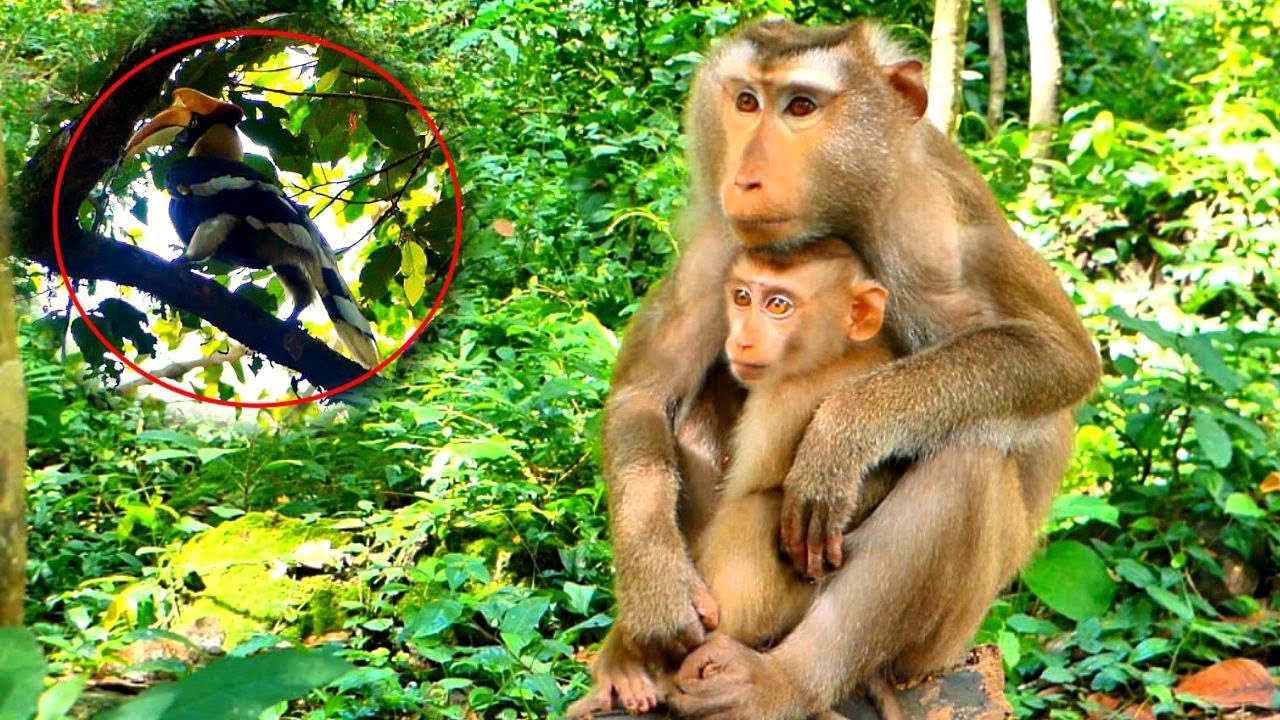 Lily Was Terrified by the Hornbill’s Cry…But Mommy LIBBY’s Gentle Protection Showed Us the Deep Love