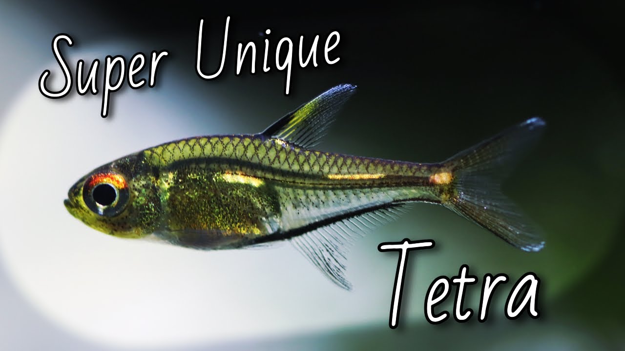 Morse Code Tetra 