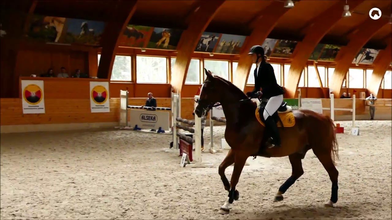 Laura and Stalkers show jumping 