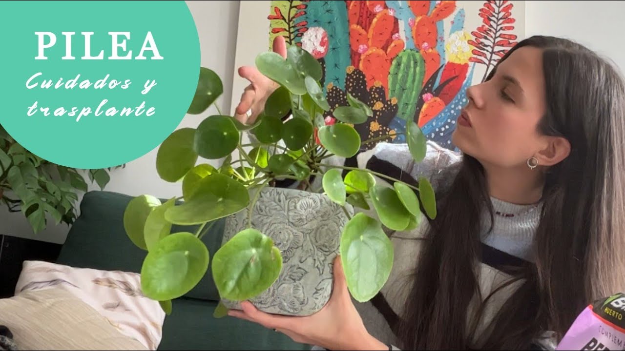 Pilea Peperomioides con sustrato compactado: le cambiamos la tierra y hacemos trasplante
