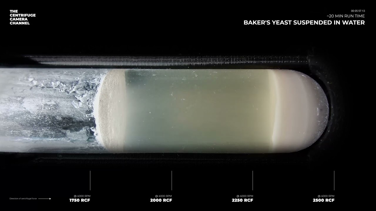 Baker's Yeast Suspended In water