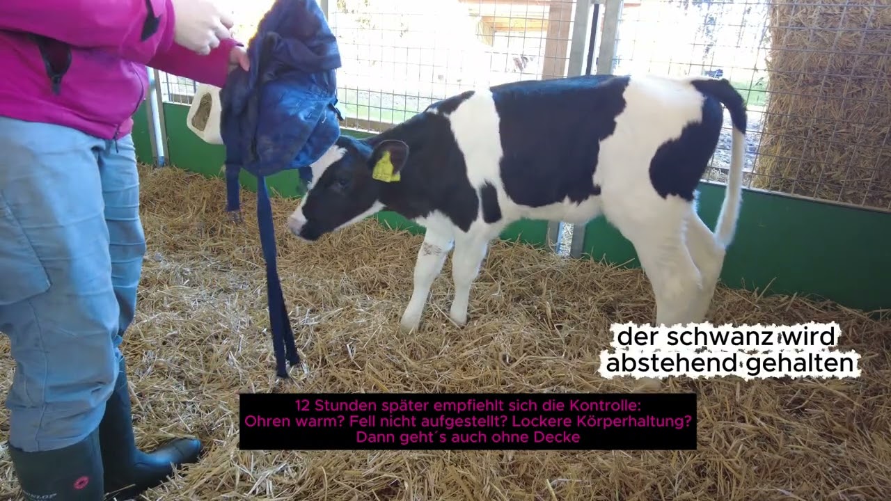 Kälber Decke : Unfug oder Geheimtipp