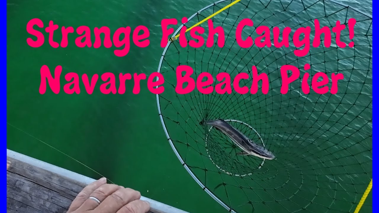 Crazy Looking Fish Caught from the Navarre Pier