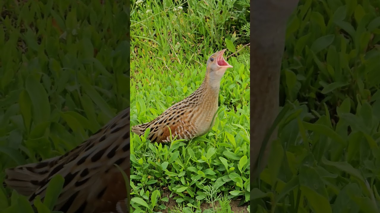 Corn Crake sings (Crex crex) Bird watching Samsung Galaxy S23 Ultra 4k 60fps voice #birds #nature