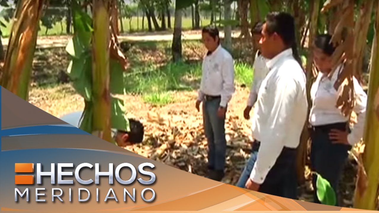 La historia de hoy: Tallos de plátano son transformados en bioplástico