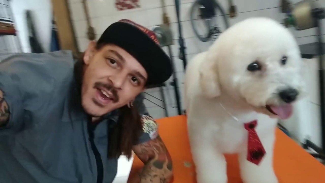 Carinha do (poodle) macho ,antes e depois .