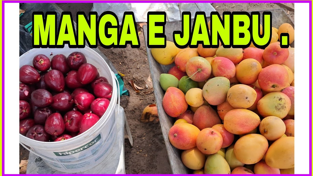 Ganhamos MUITAS FRUTAS / COMO É BOM !