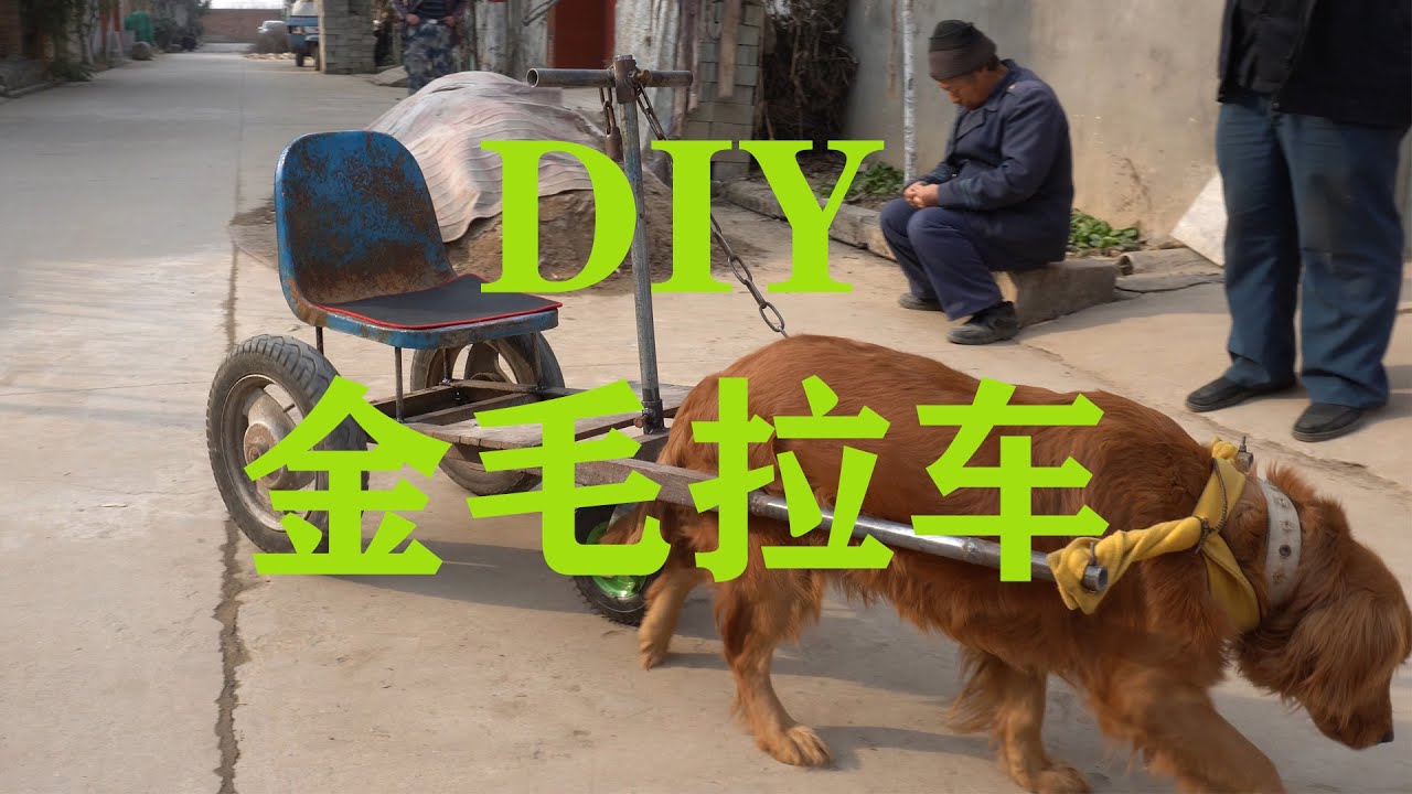 DIY sled for Golden retriever | Dog pull cart