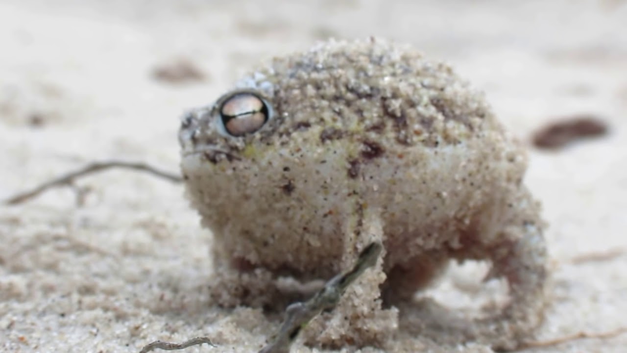 Worlds Cutest Frog - Desert Rain Frog
