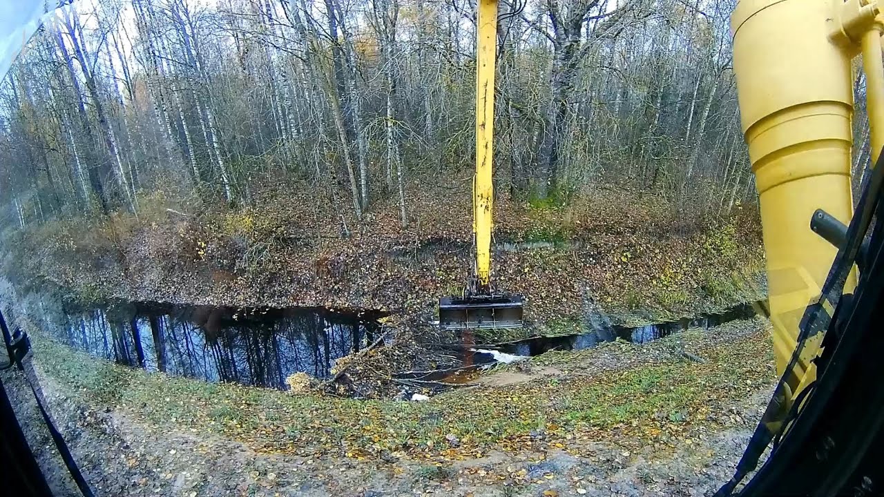 Бобры осушили ручей