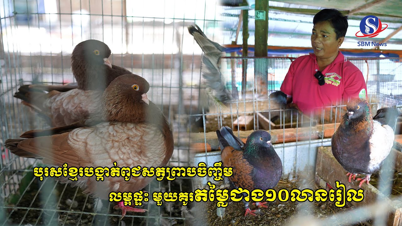 បុរសខ្មែរបង្កាត់ពូជសត្វព្រាបចិញ្ចឹមលម្អផ្ទះ មួយគូរតម្លៃជាង១០លានរៀល
