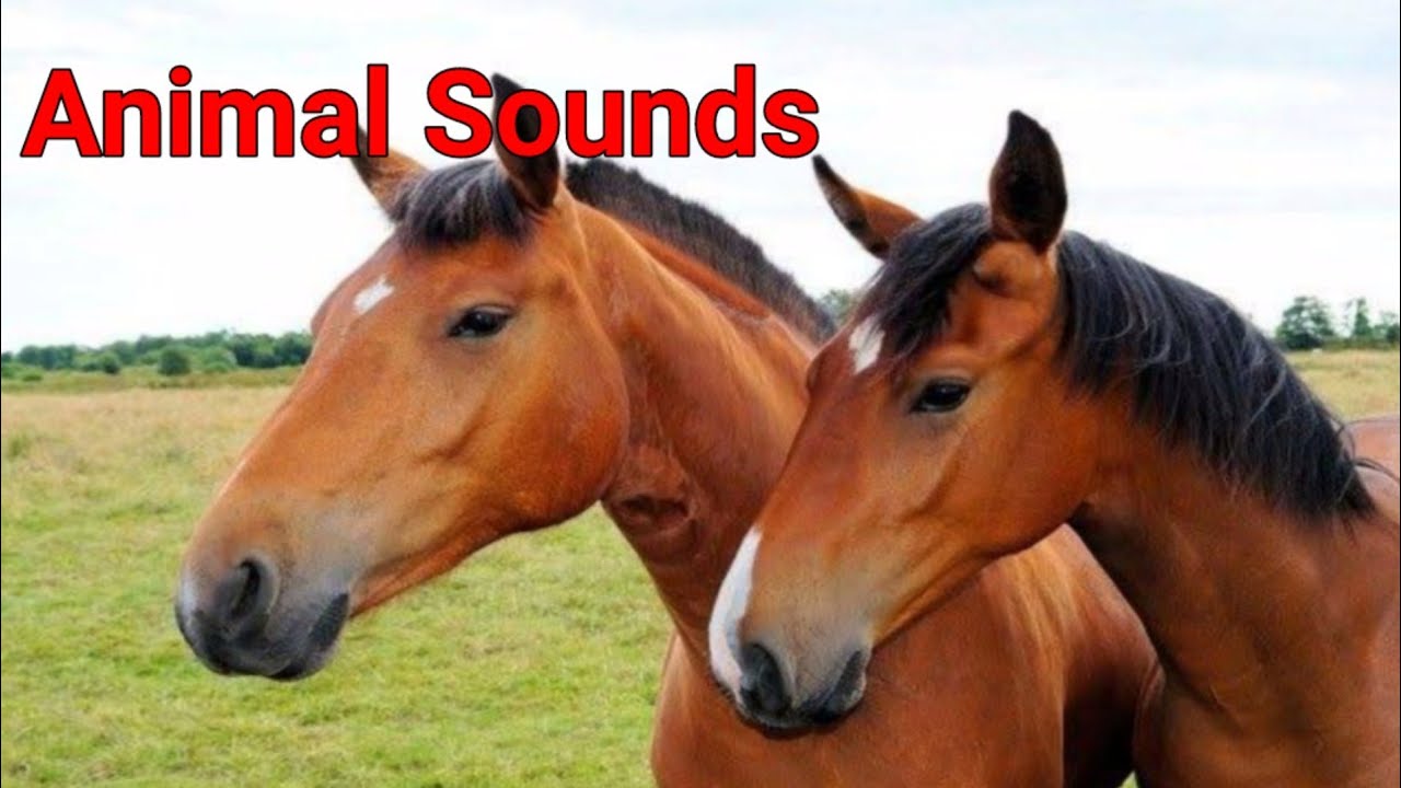 Animal Sounds for Children (20 Amazing Animals)
