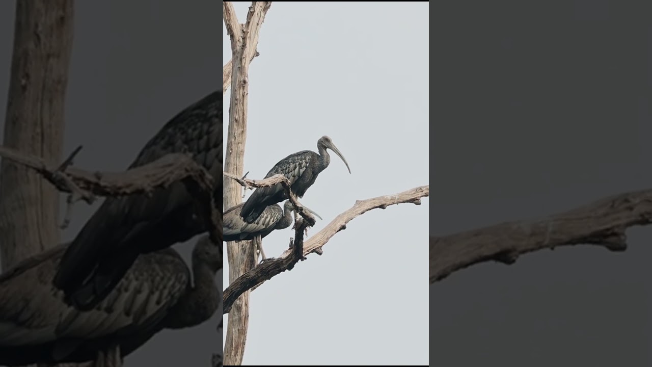 Cambodia bird Tours #birdsofchina #sittingonthedockofthebay #wildlife #birds