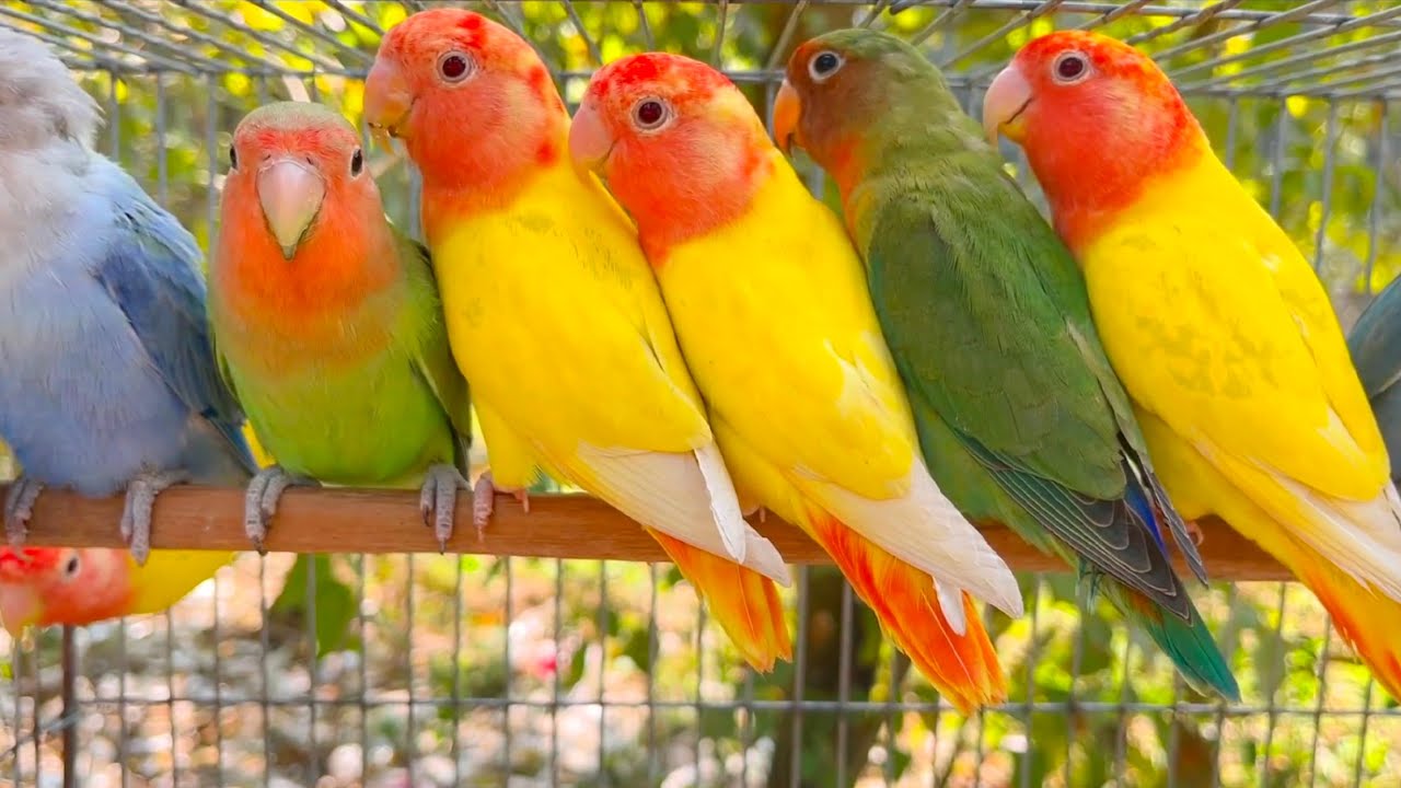 Love Birds Sounds