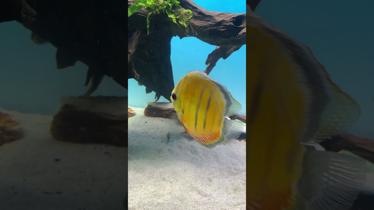 wild discus 