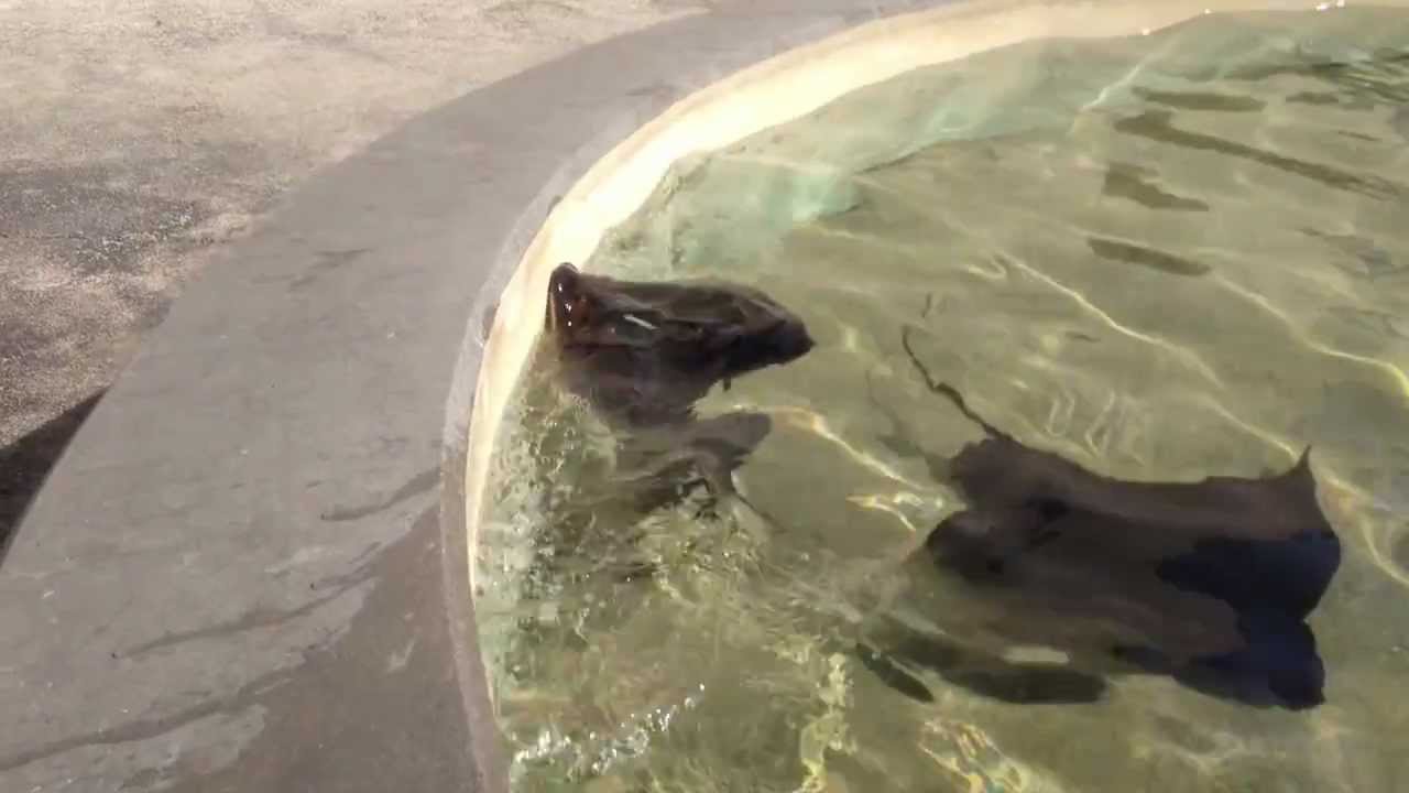 Sea World Crazy Sting Ray