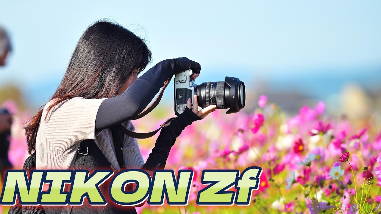 【VLOG】NIKON Zfで撮るコスモス