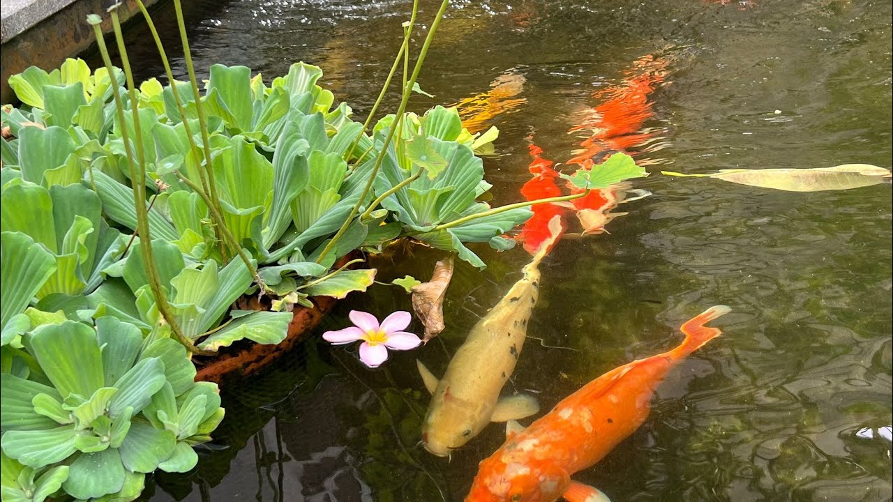 Another Day With The Koi Fish Day 62