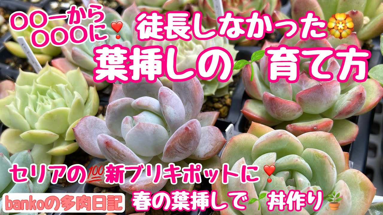 【多肉日記#315】セリアの新ブリキポットが可愛い💕〇〇〇で徒長しない❣️葉挿しの育て方🌱春の葉挿しで丼作り🪴