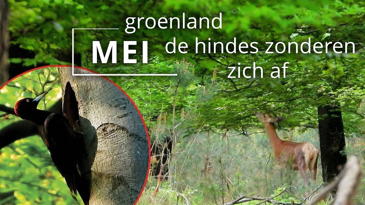 #104 - MEI - groenland - de hindes zonderen zich af
