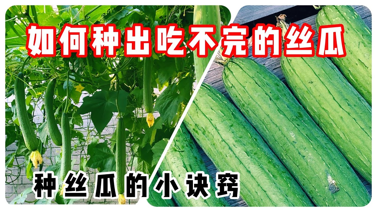 【丝瓜】如何种出吃不完的丝瓜！#丝瓜#benwithlana小豆包妈妈