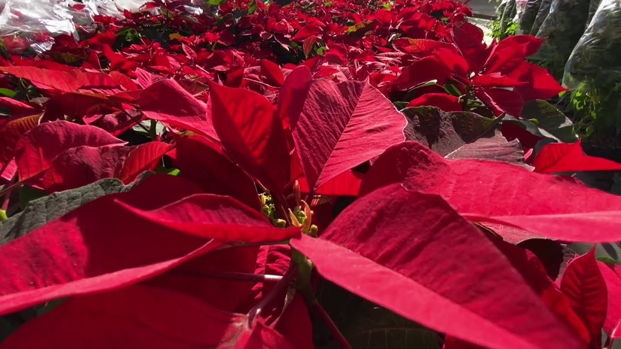 Hechos del Agro - Pascuas y arbolitos de navidad