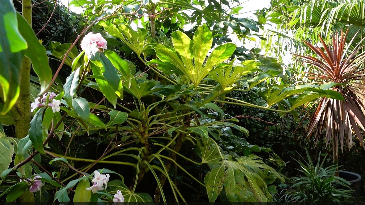 How to Take Fatsia Cuttings and Encourage New Growth