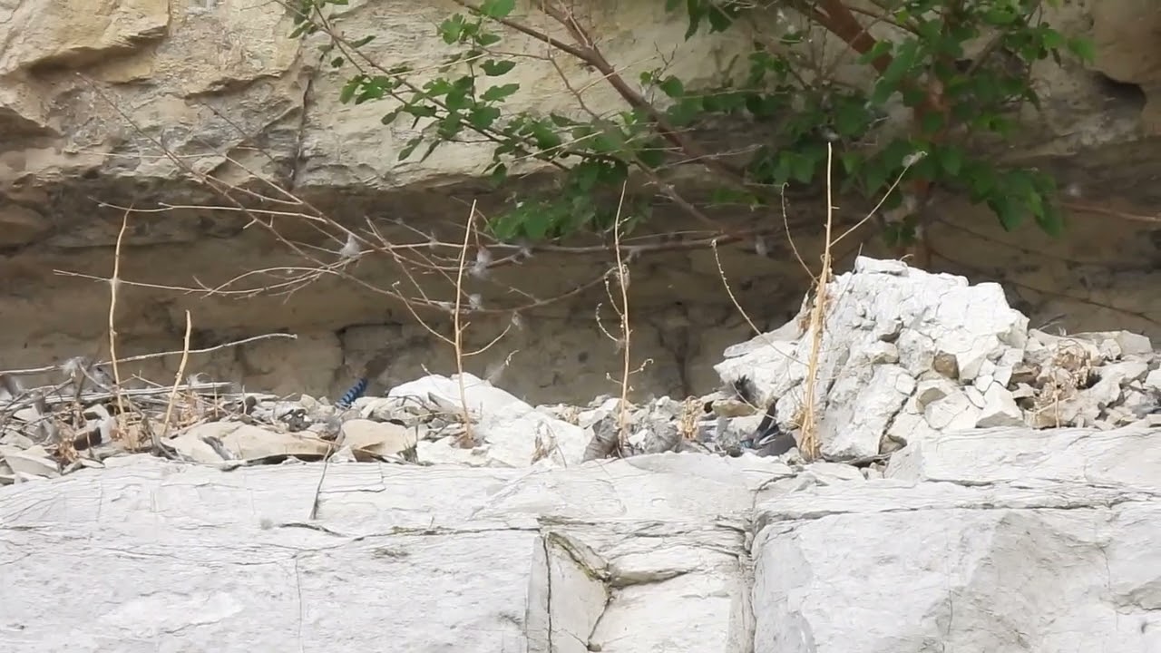Peregrine Falcon Eyases Feeding