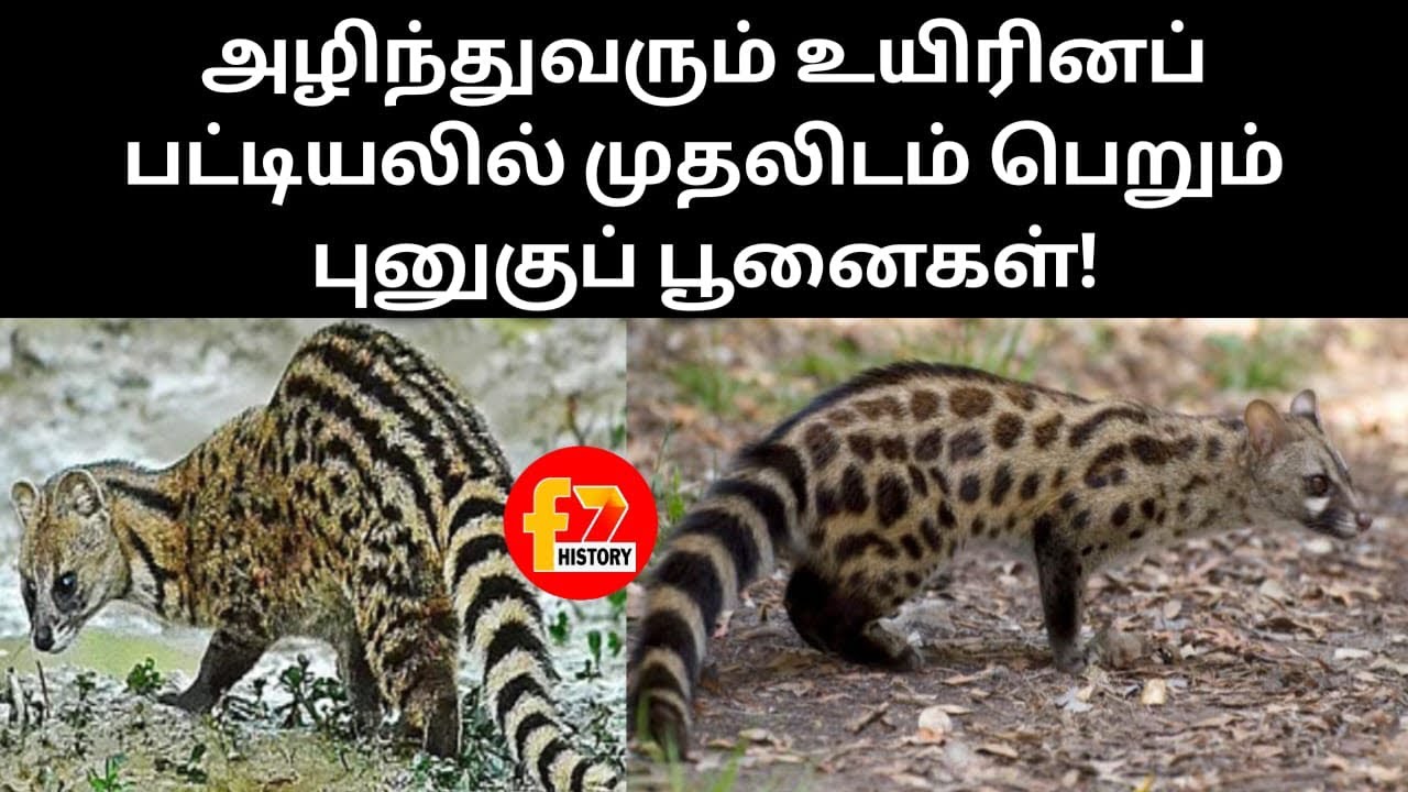 அழிந்துவரும் உயிரினப் பட்டியலில் முதலிடம் பெறும் புனுகுப் பூனைகள்!