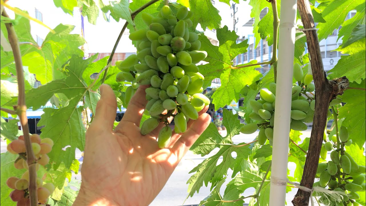 Grape growing for beginners.