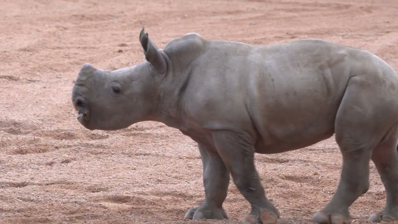 Kairu, la primera cría de rinoceronte blanco nacida en BIOPARC Valencia cumple 3 meses de vida 😍🦏