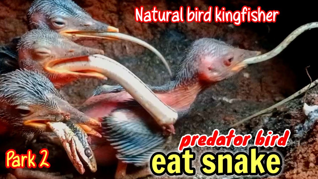 KEHIDUPAN BURUNG KINGFISHER PALING MENGERIKAN KETIKA KELAPARAN. Park 2