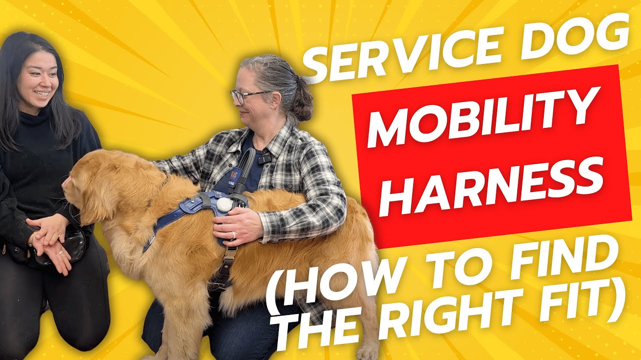 Service Dog Mobility Harness: How to Find the Right Fit
