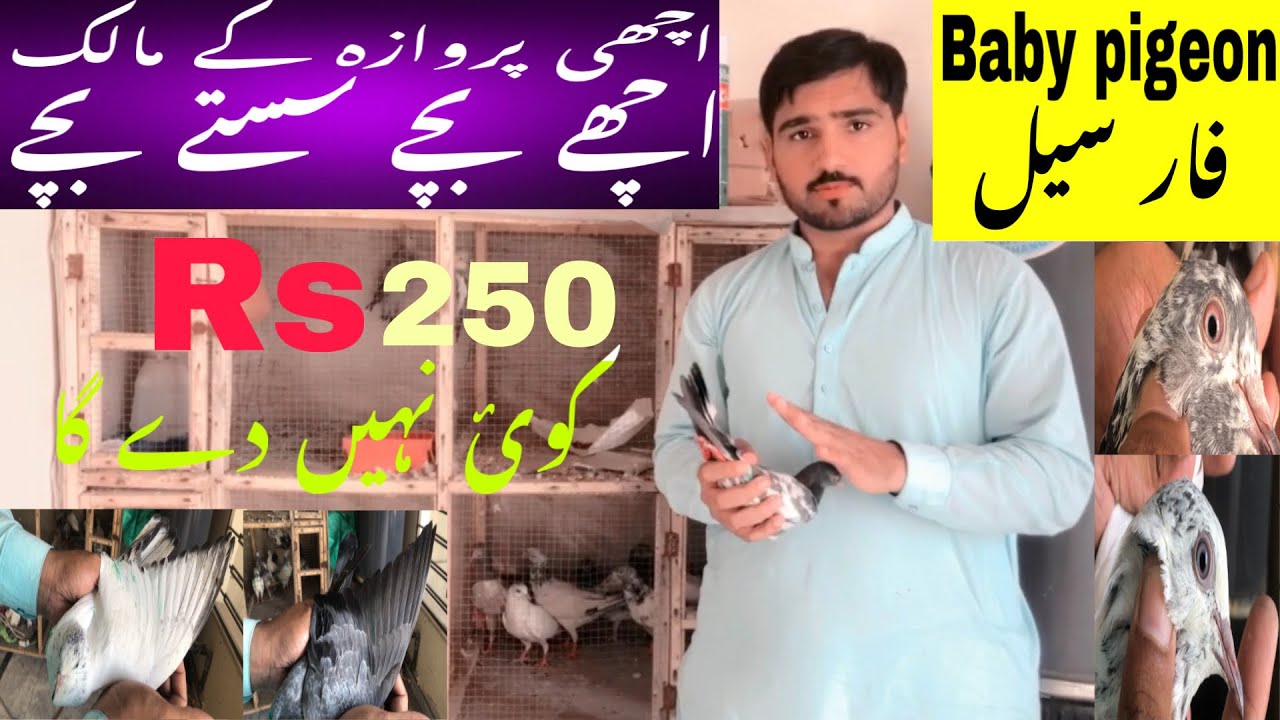 Parwazi bchy for sale achy bchy sasta bchy samiullah pigeon ki trf sy gift