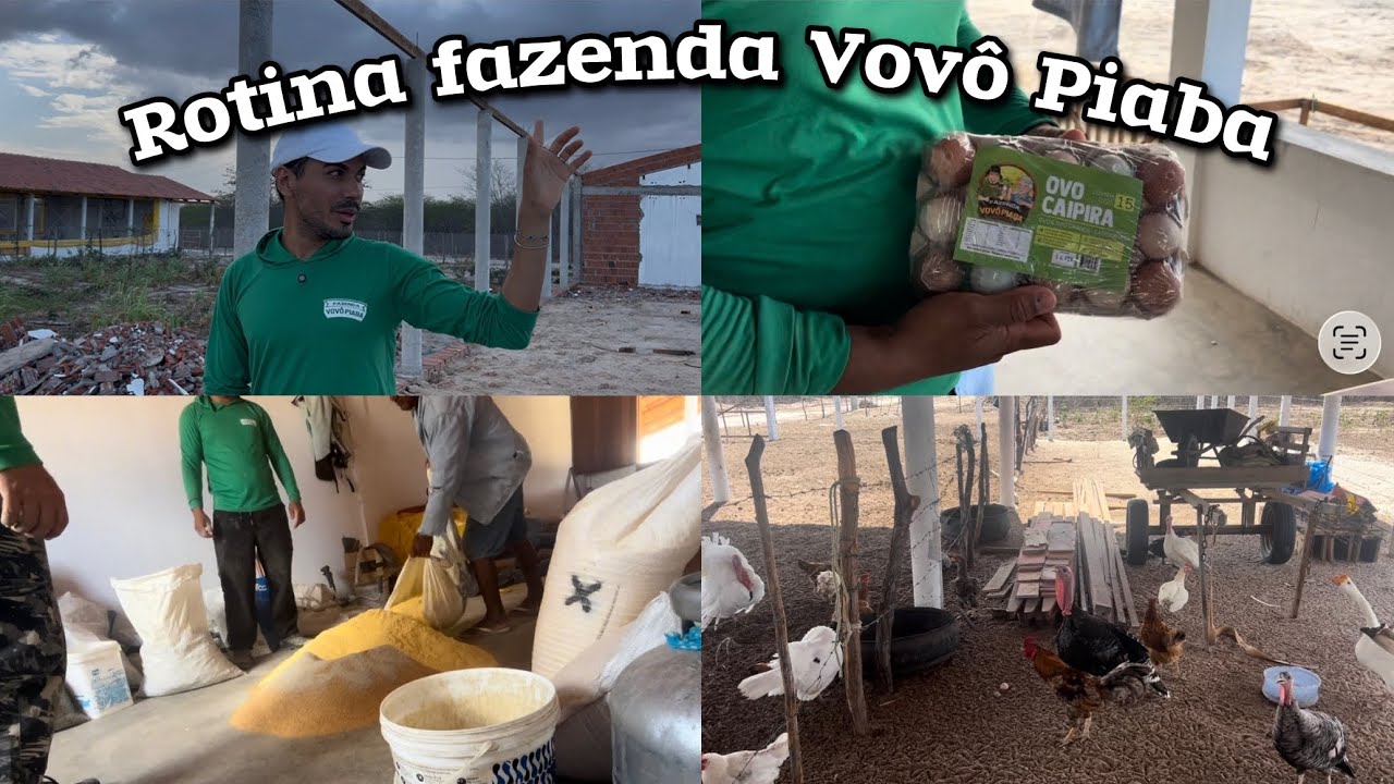 🔴 Rotina na Fazena do Mauricio Leo 🐓🌱