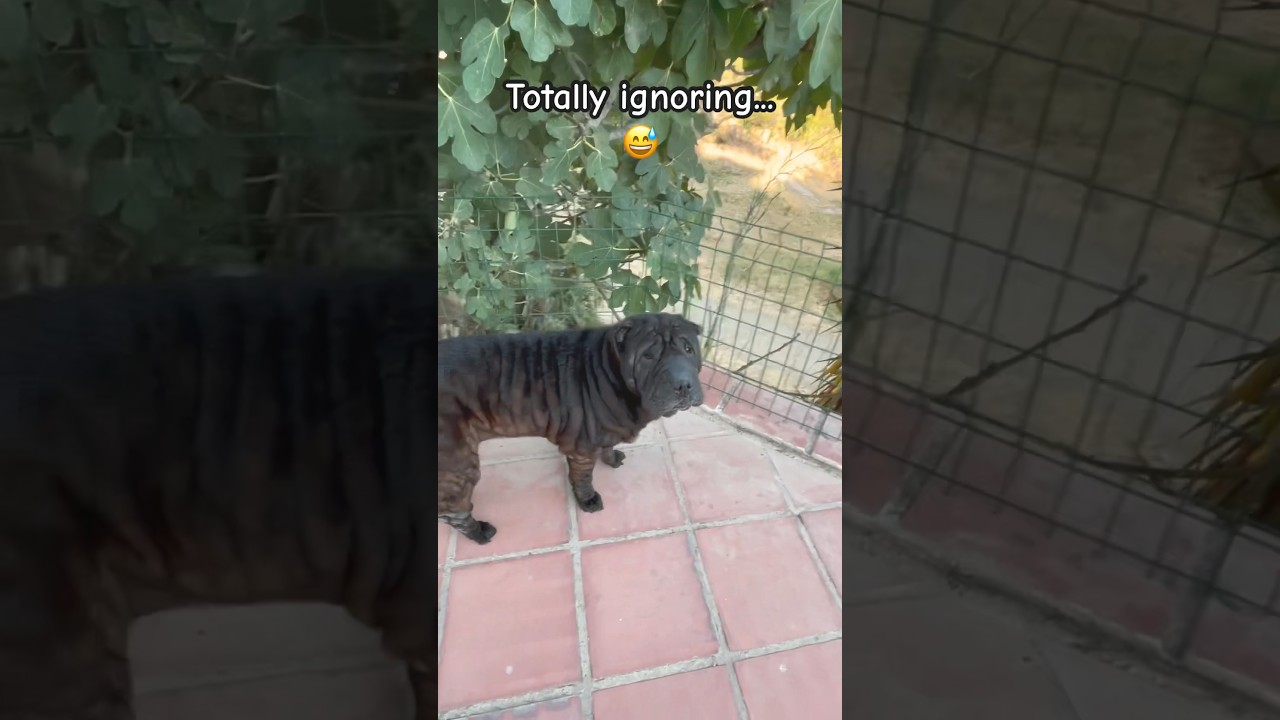 Susu the dog knows how to ignore! 