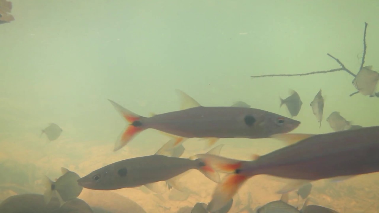 Fishes of a clear-water creek in terra firme rainforest in Suriname, South America