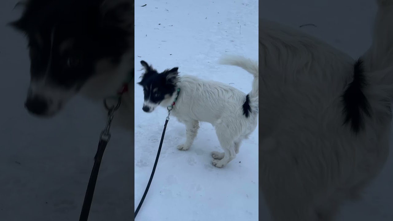 Малеча у пошуку самої люблячої родини #люблютварин #puppy #собакадруглюдини #притулокдлятварин