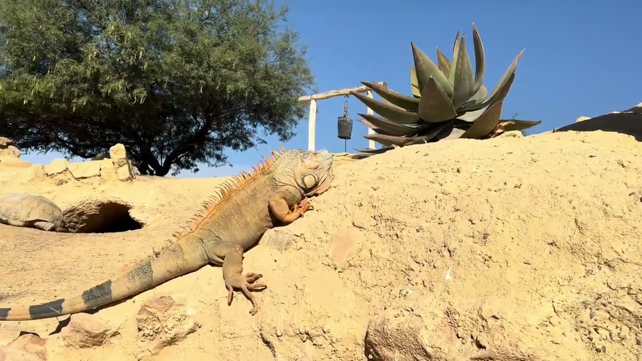 Crocoparc Agadir, Morocco