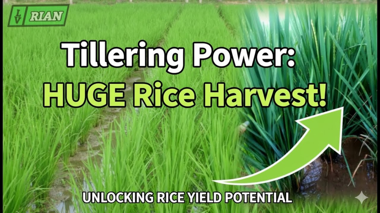 ‼️Rice Tillering Secrets: How Tiller Number Directly Boosts Your Harvest Yield