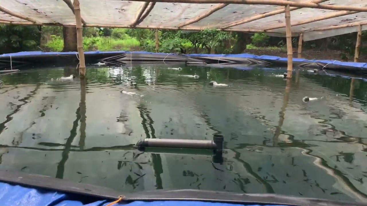 Using airlift system in our biofloc tank