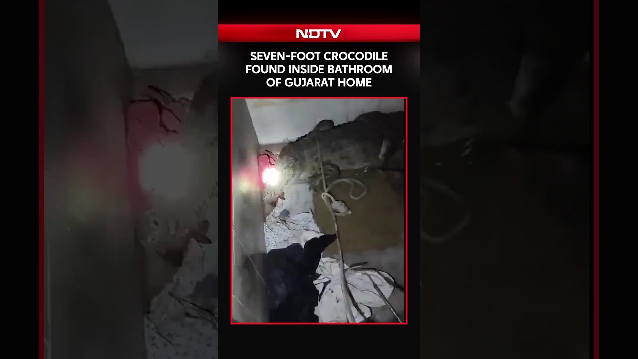 Gujarat Rain | Seven-Foot Crocodile Found Inside Bathroom of Gujarat Home